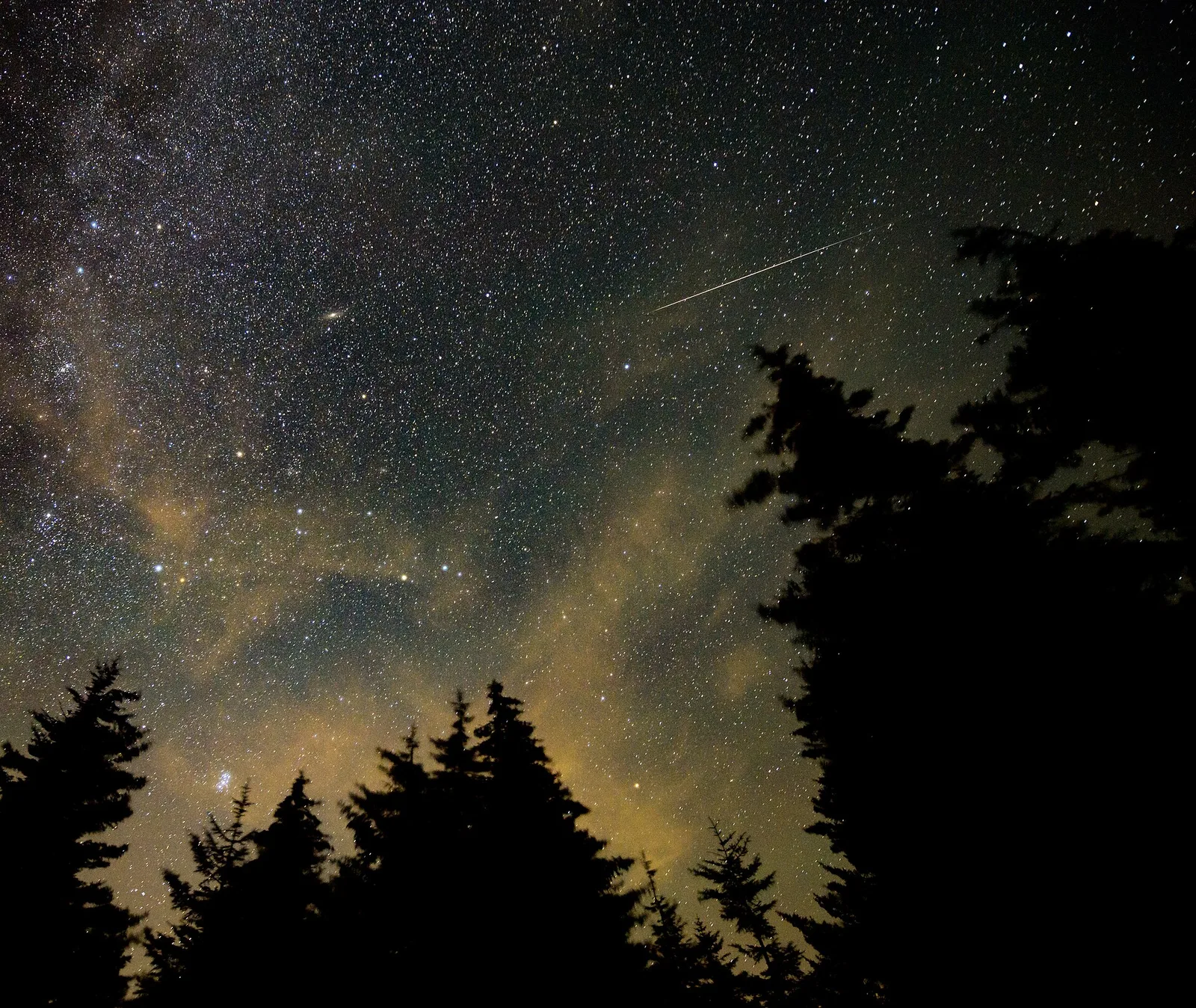 A bright Perseid meteor crossing a starry sky above a line of dark fir trees.