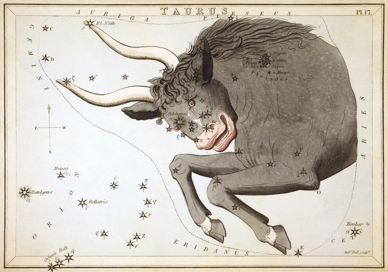 An 1820s star card showing Taurus as the front half of a bull with its stars marked.